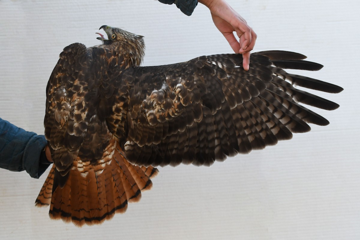 Red-tailed Hawk (calurus/alascensis) - ML643800503