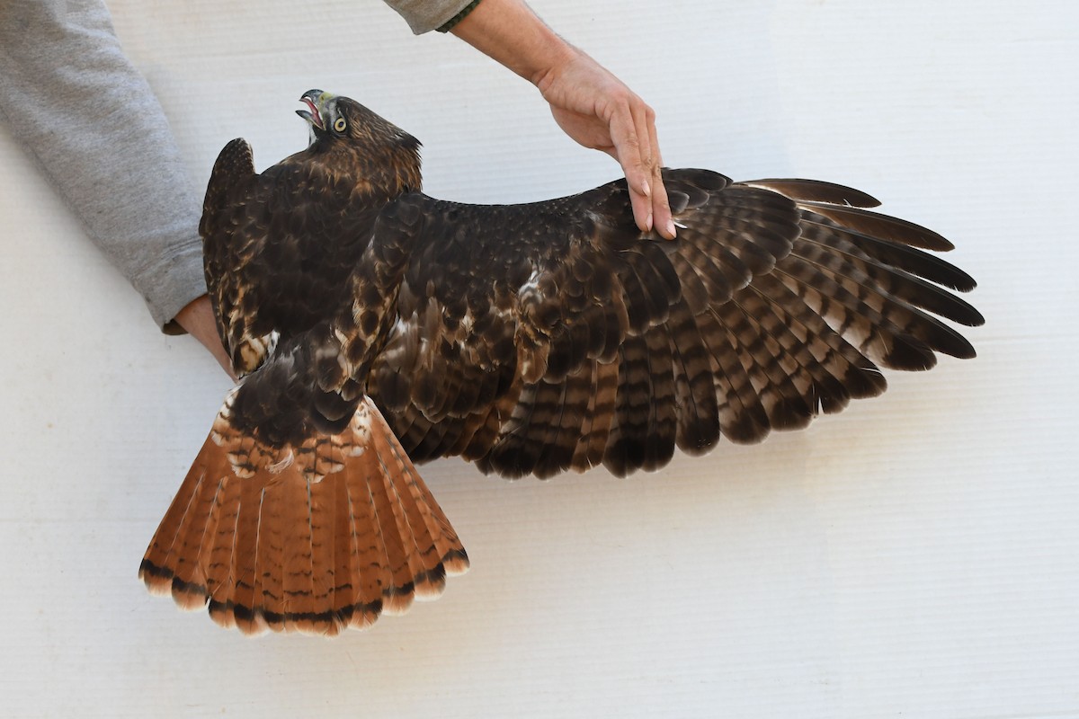 Red-tailed Hawk (calurus/alascensis) - ML643800504