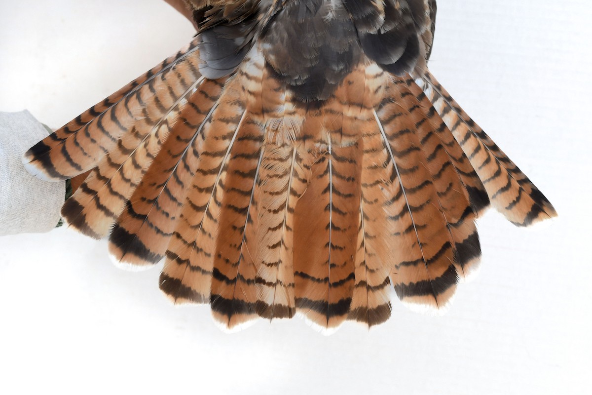 Red-tailed Hawk (calurus/alascensis) - ML643800505