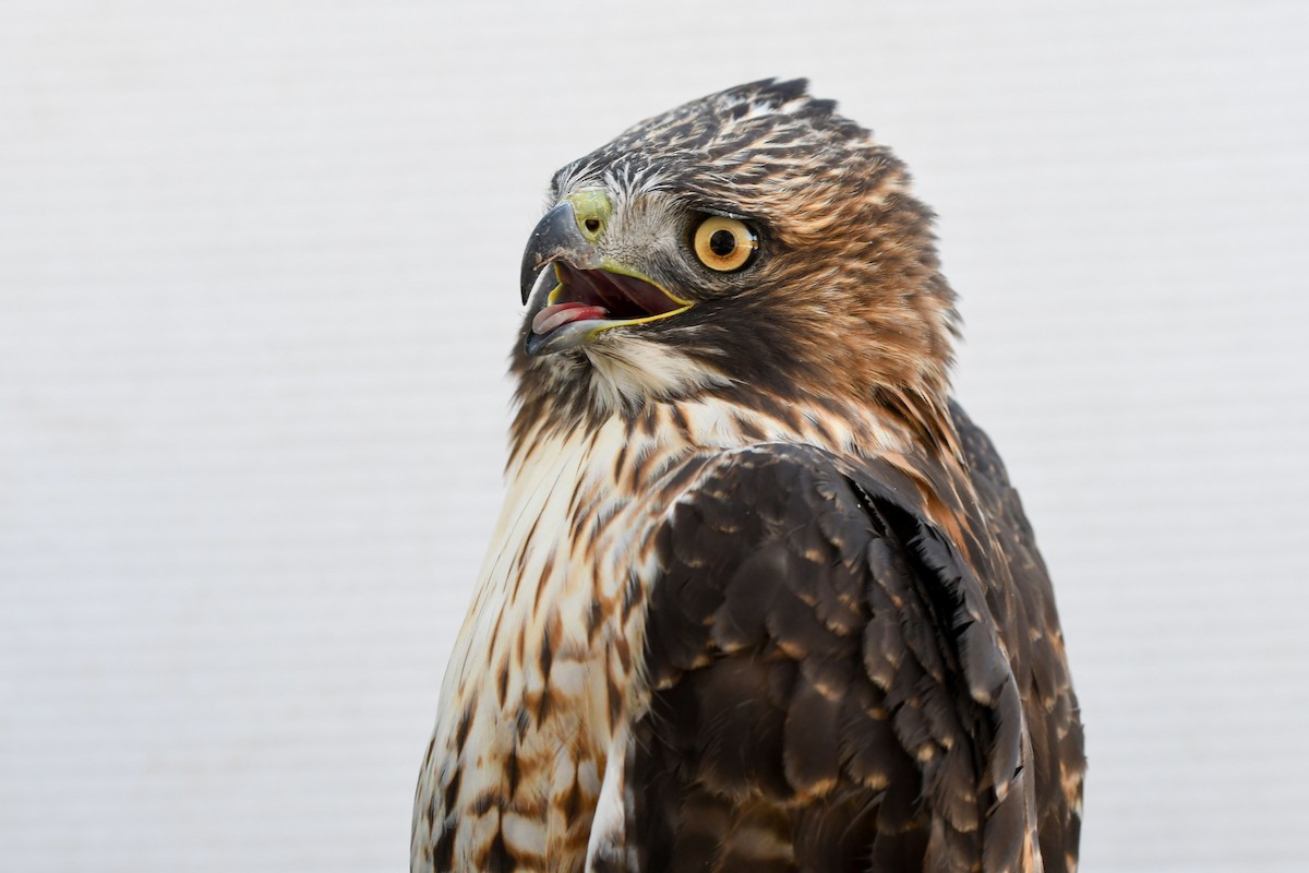 Red-tailed Hawk (calurus/alascensis) - ML643800506