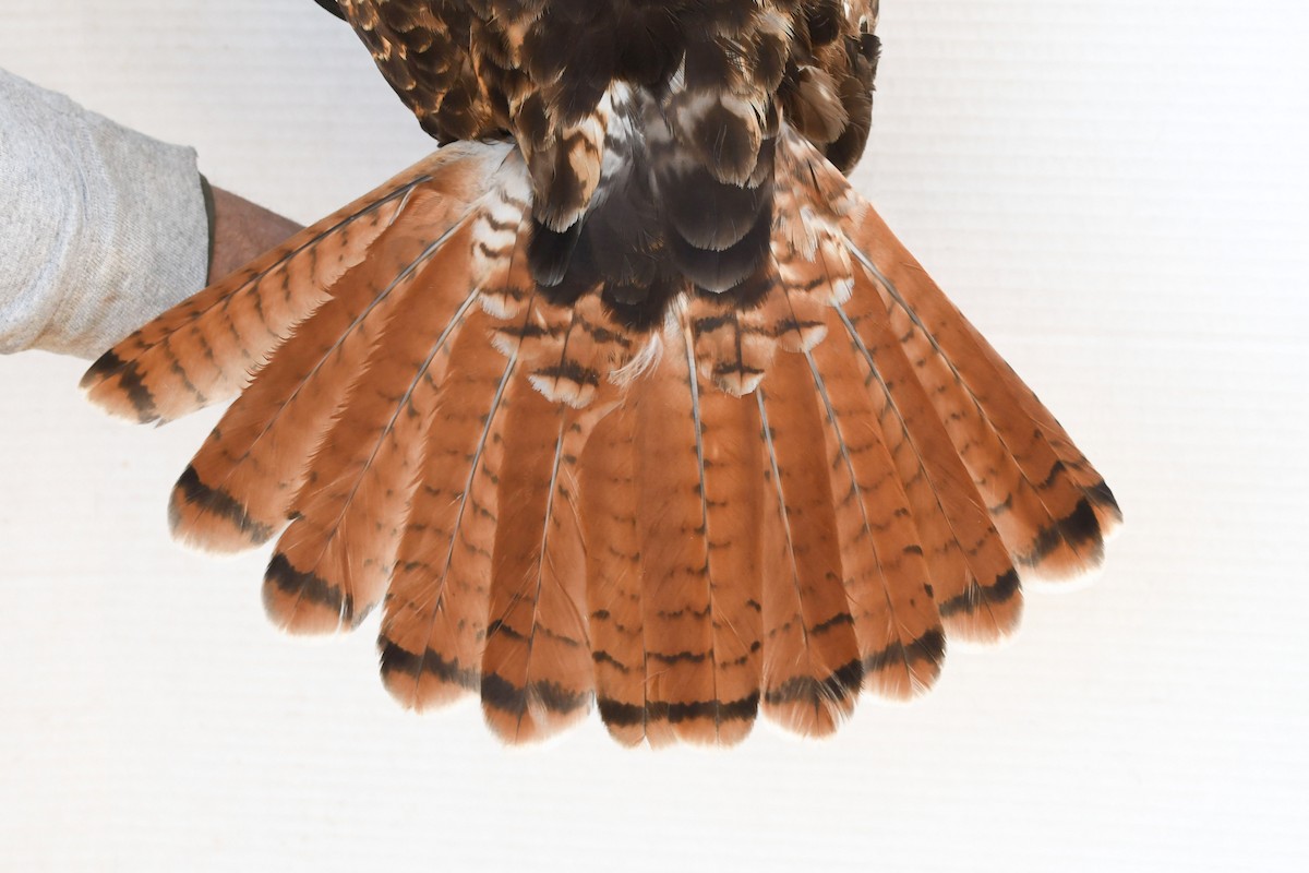 Red-tailed Hawk (calurus/alascensis) - ML643800507