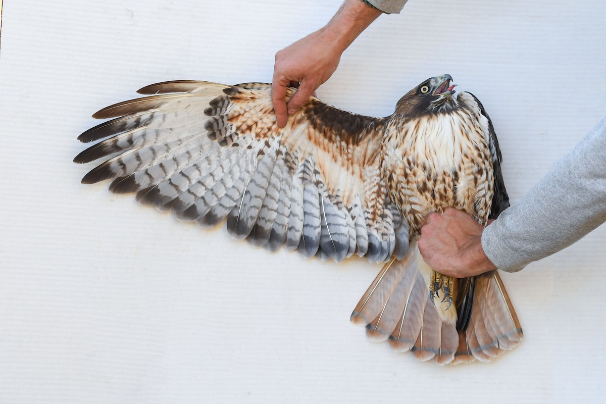 Red-tailed Hawk (calurus/alascensis) - ML643800508