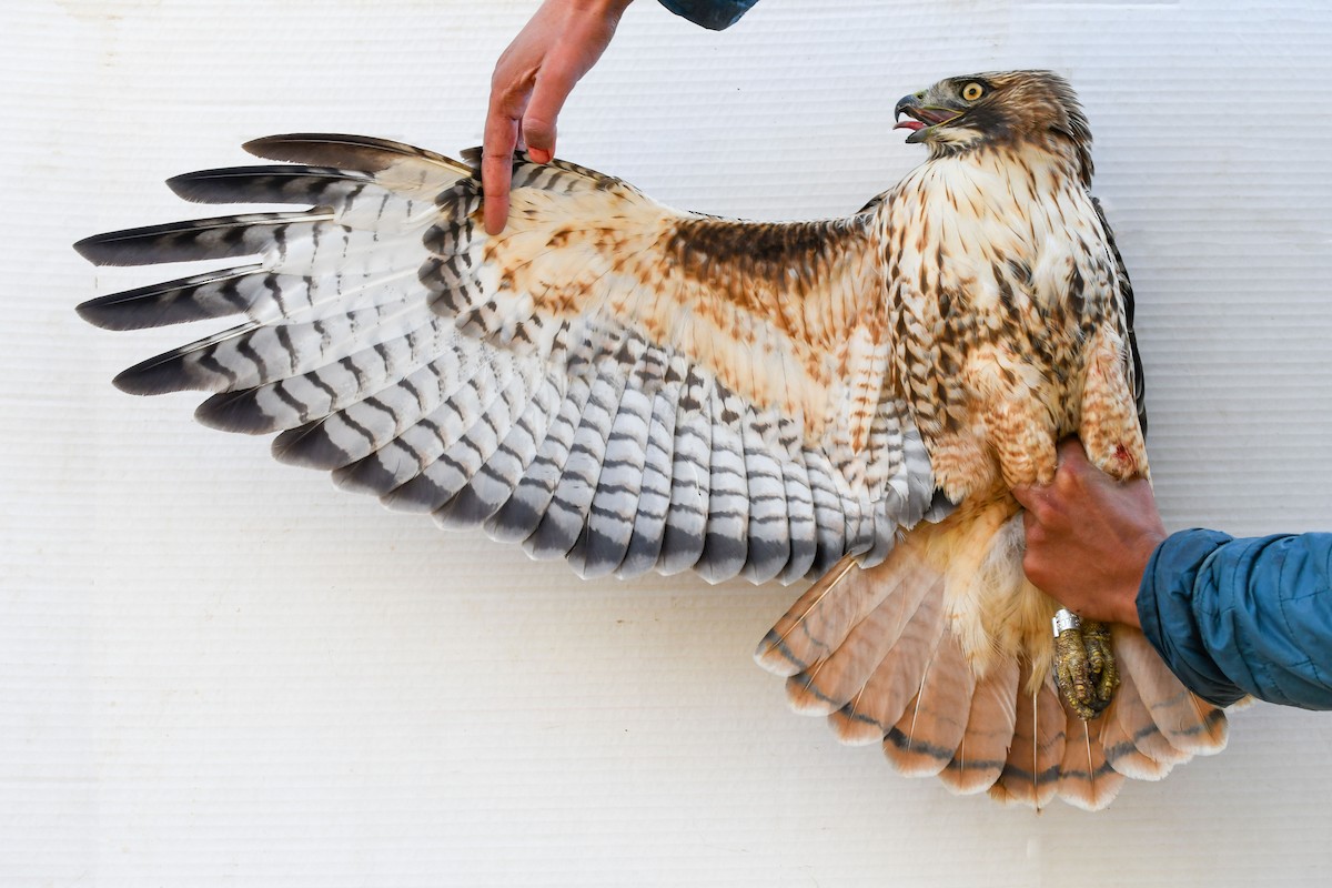 Red-tailed Hawk (calurus/alascensis) - ML643800509