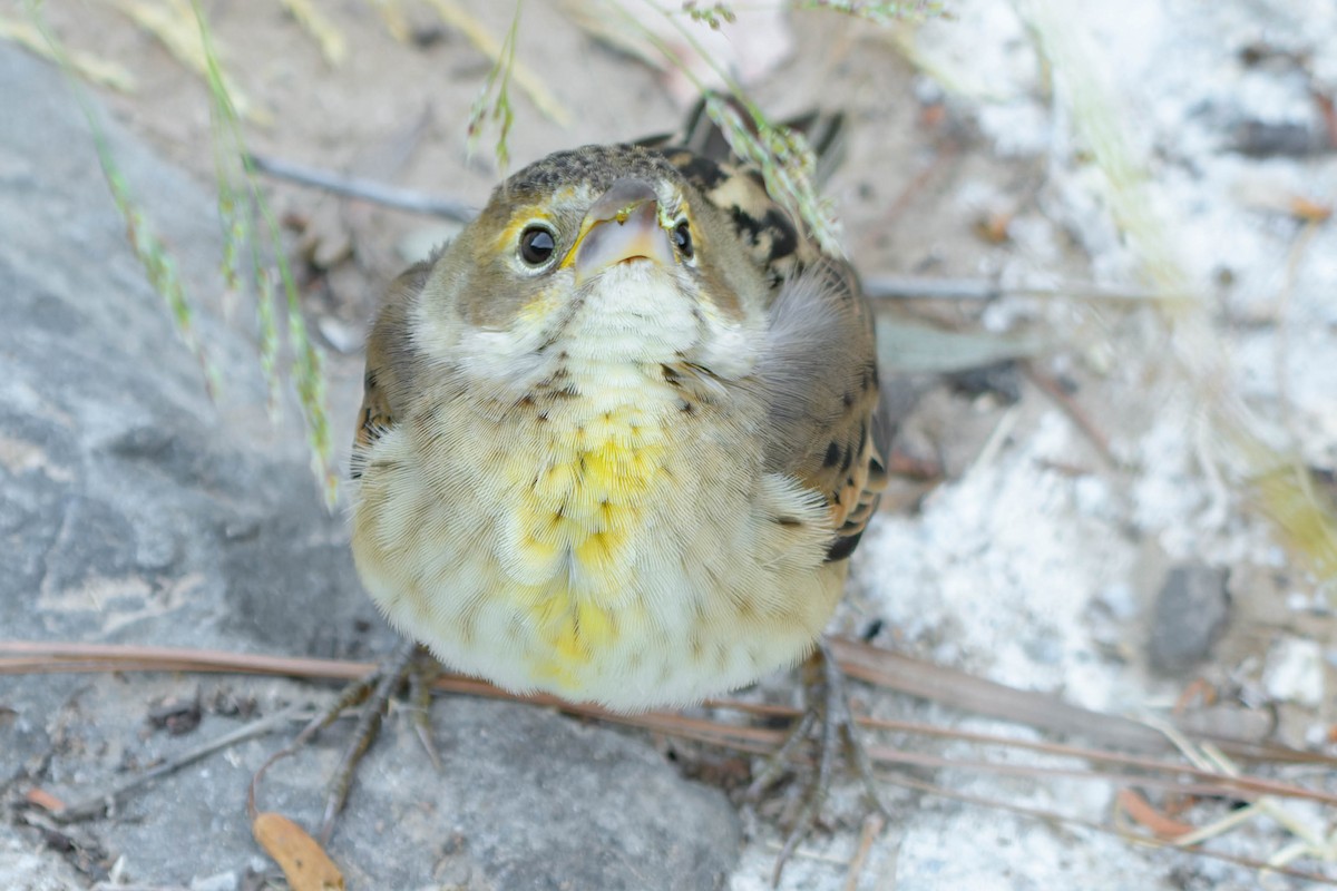 Dickcissel - ML643800510
