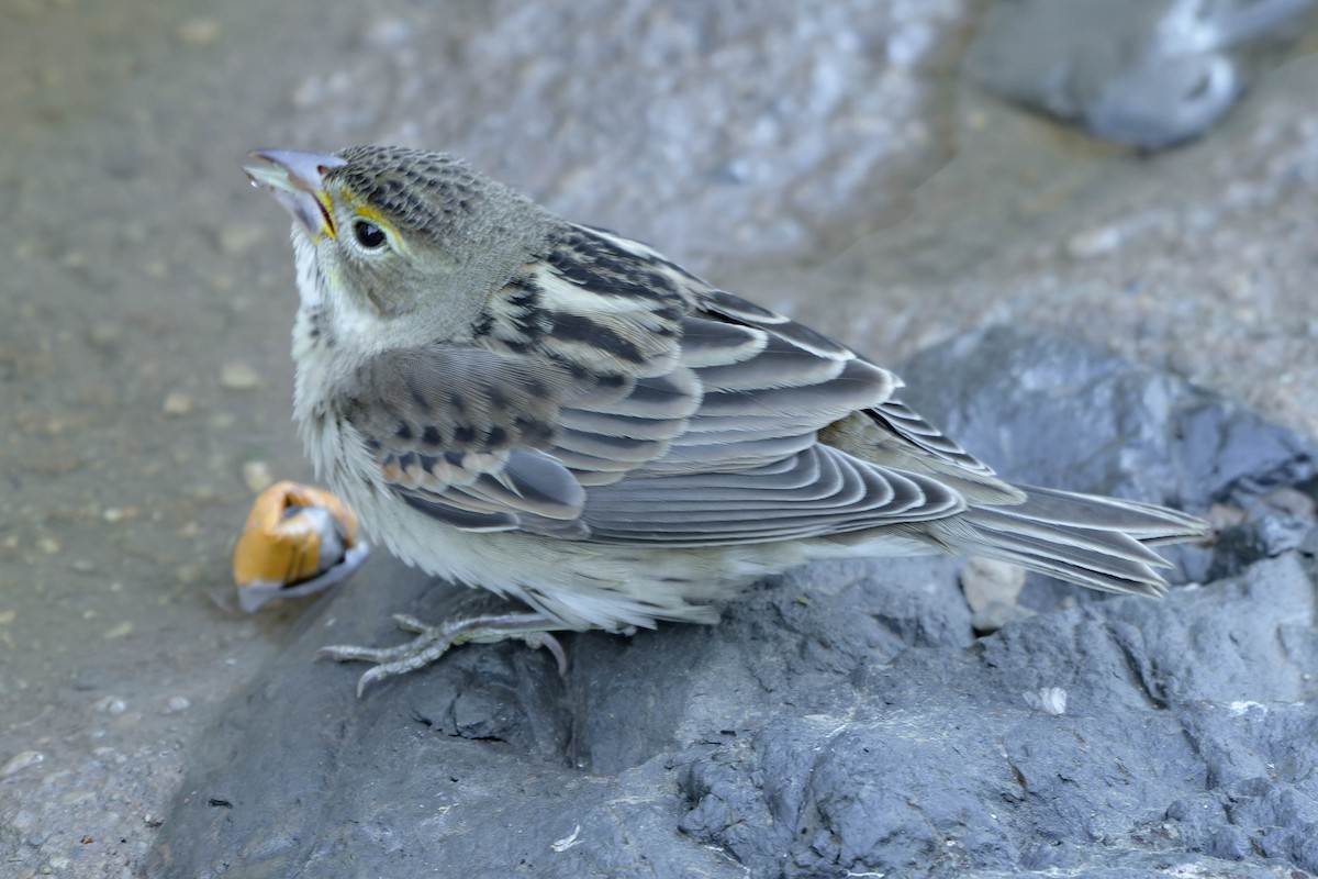 Dickcissel - ML643800513