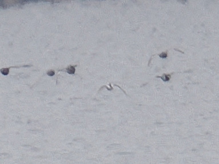 Long-tailed Duck - ML643800524