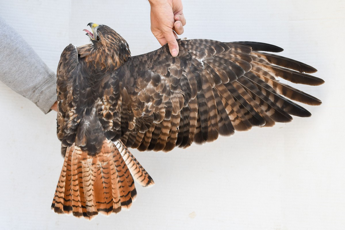 Red-tailed Hawk (calurus/alascensis) - ML643800525