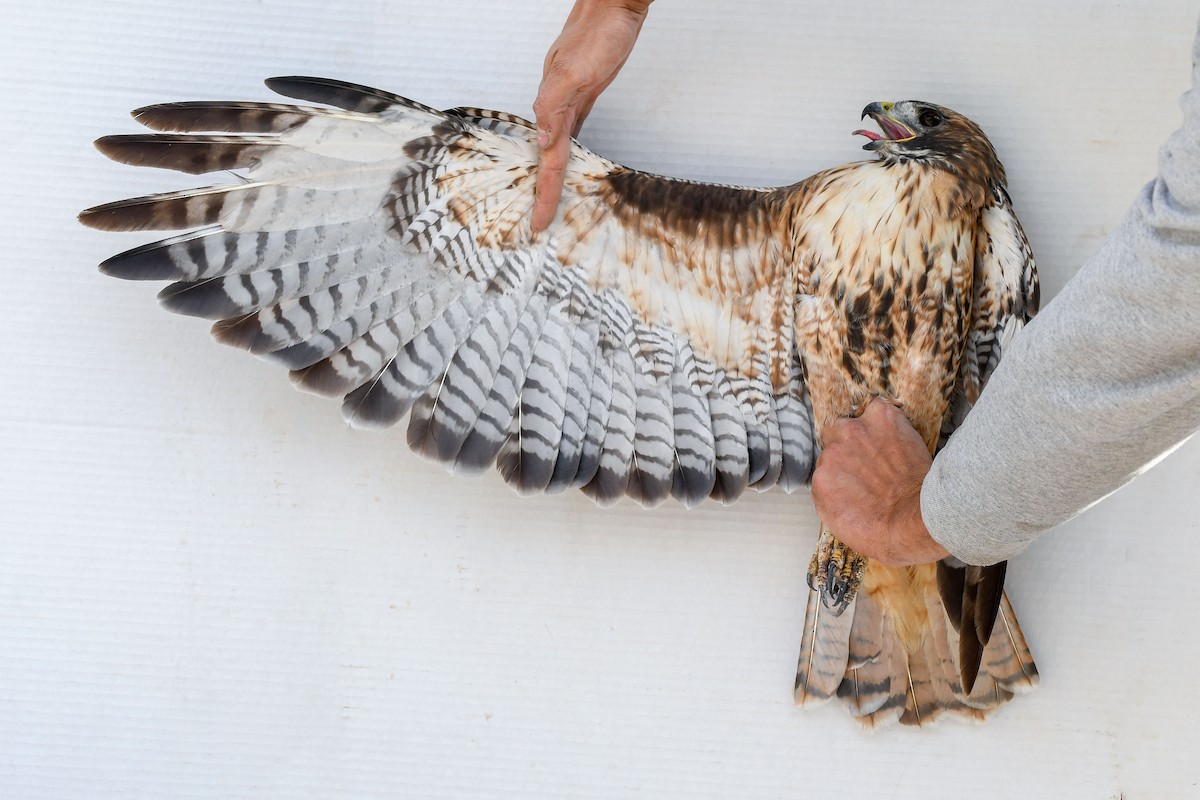 Red-tailed Hawk (calurus/alascensis) - ML643800526