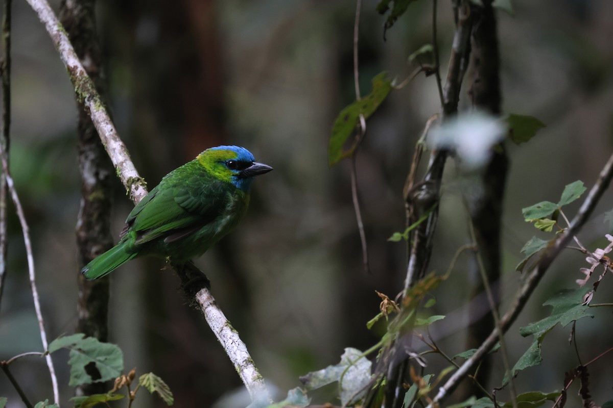 Golden-naped Barbet - ML643800540