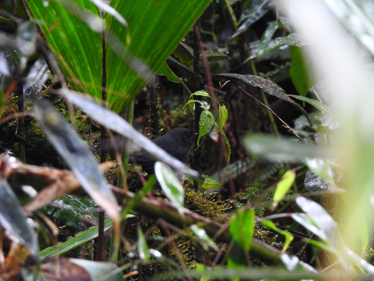 Blackish Tapaculo - ML643800555