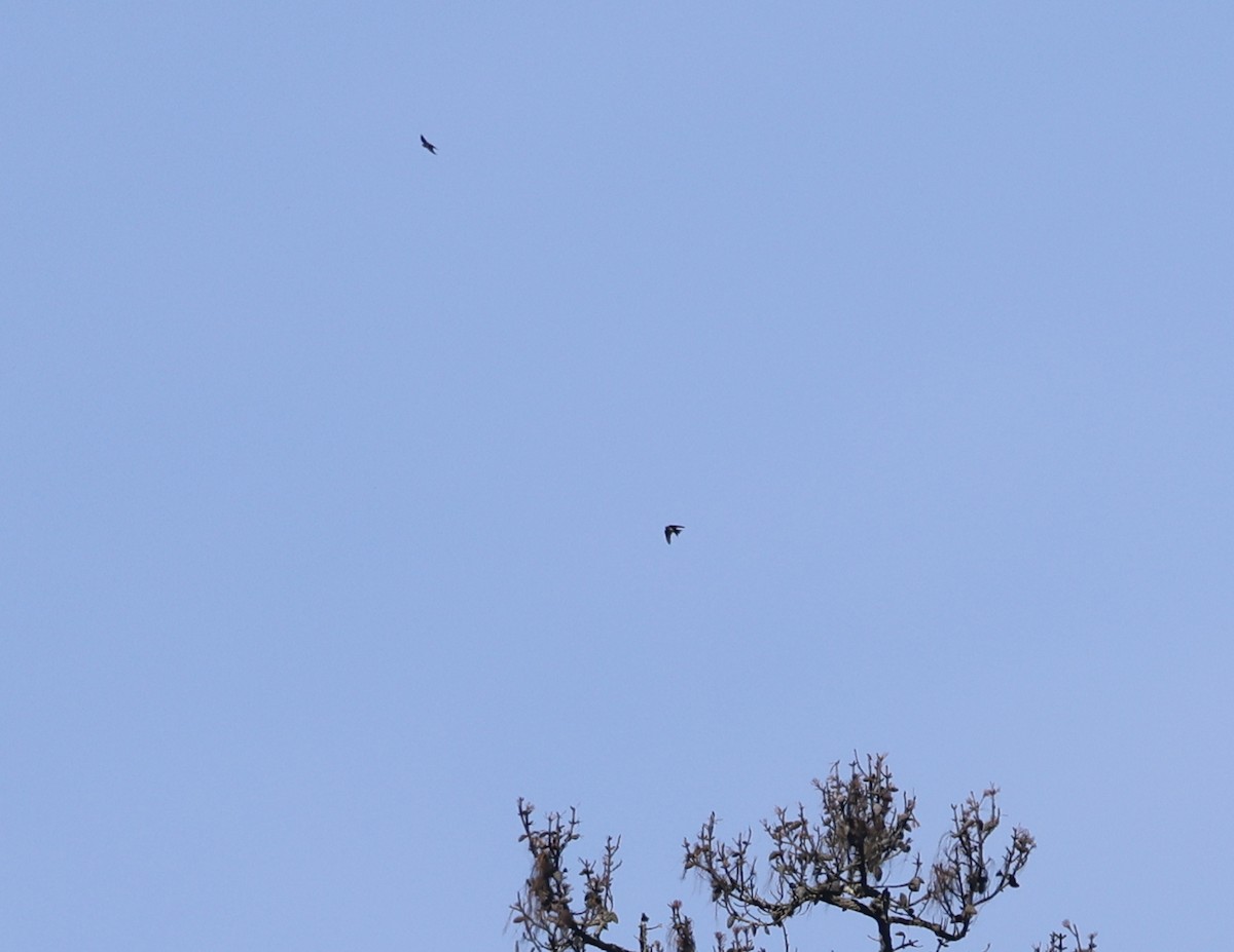 Black-capped Swallow - ML643800557