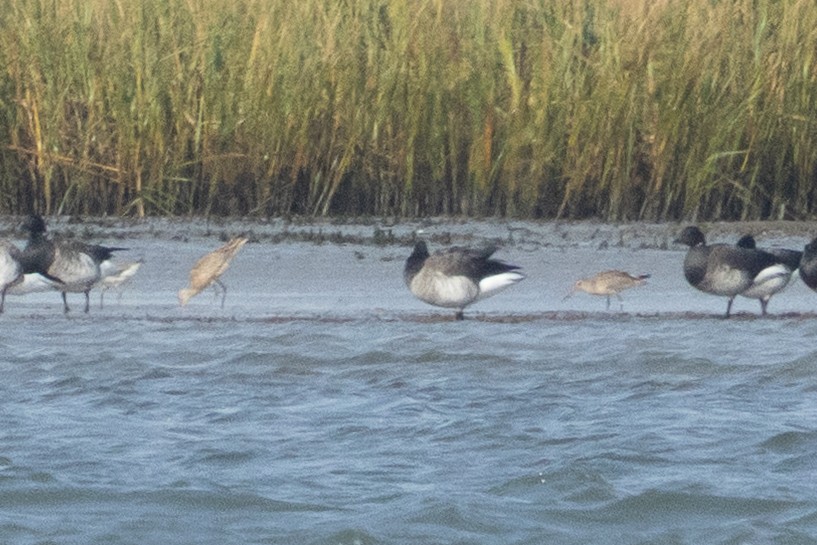 Hudsonian Godwit - ML643800565