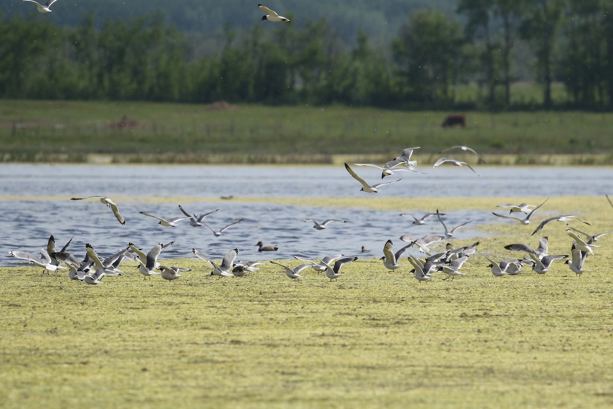 Franklin's Gull - ML643800584