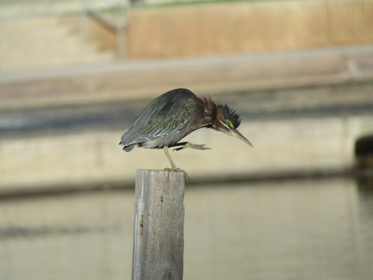 Green Heron - ML643800588