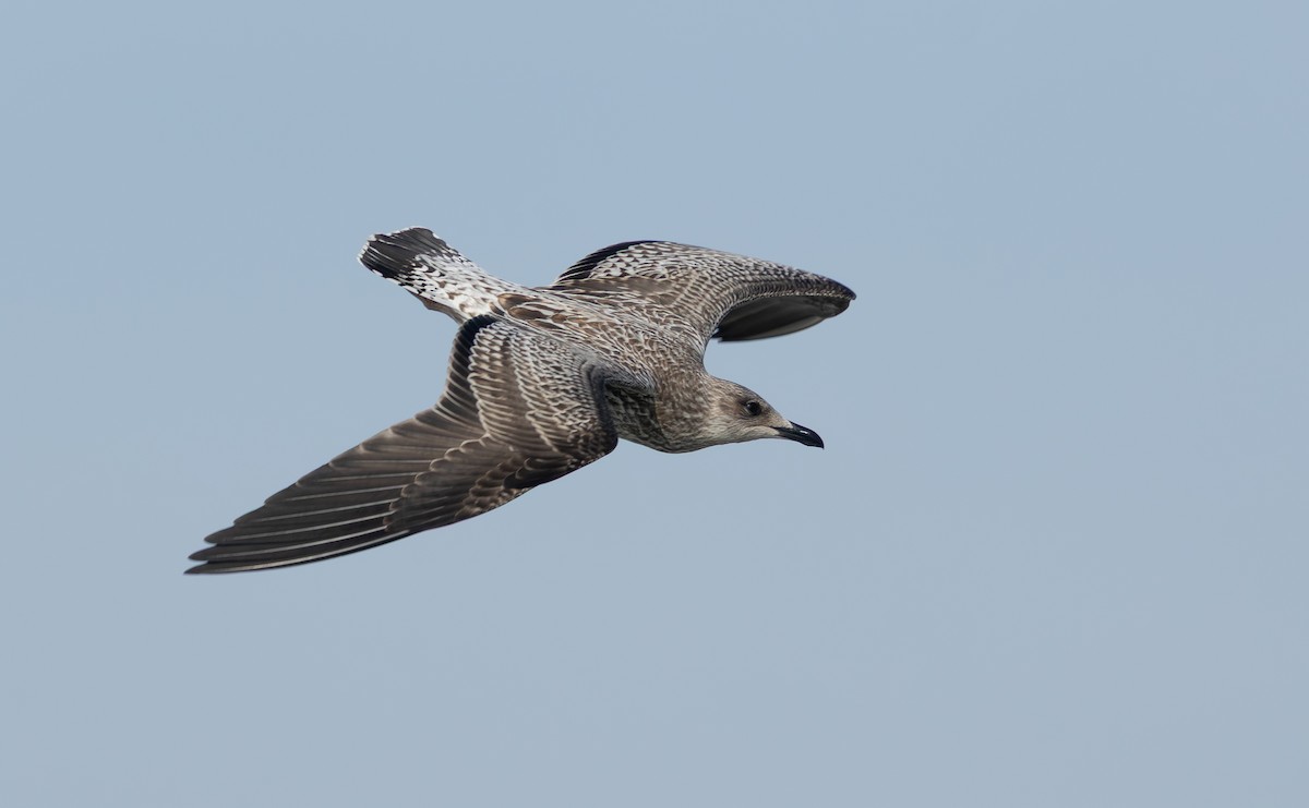 Lesser Black-backed Gull (graellsii) - ML643800590