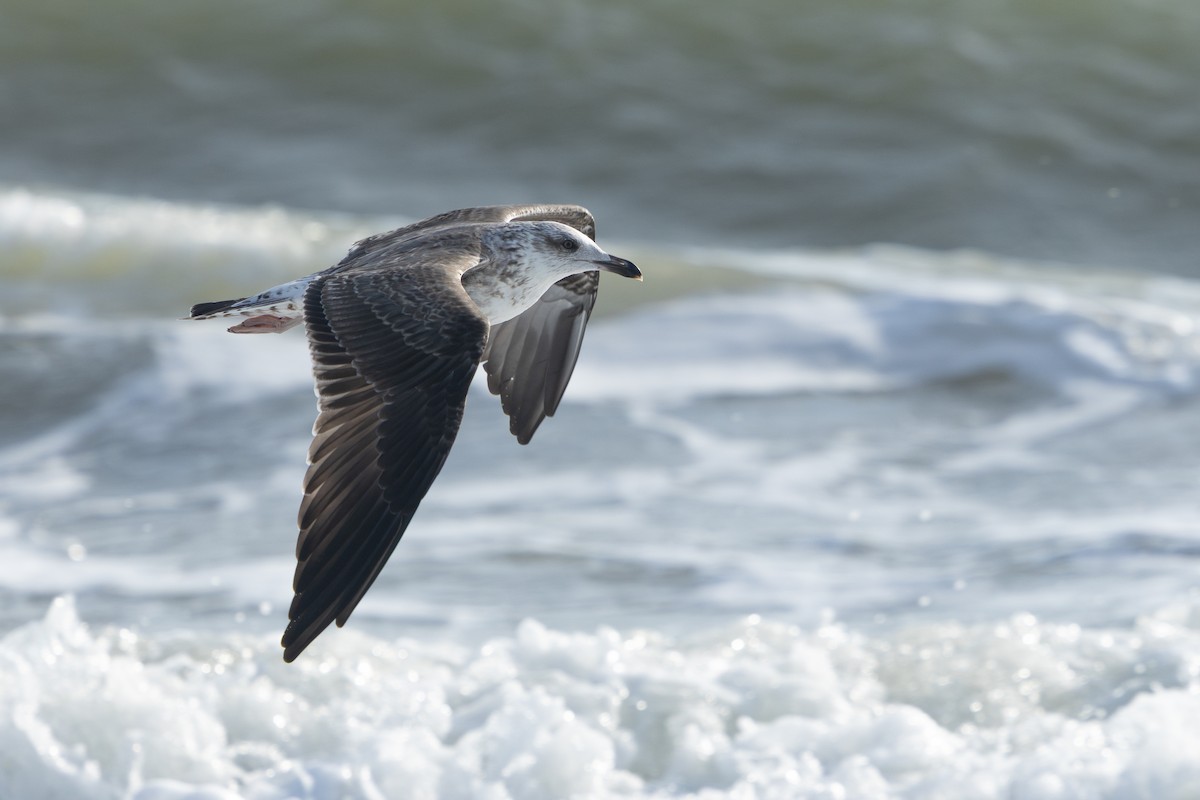 Lesser Black-backed Gull (graellsii) - ML643800591