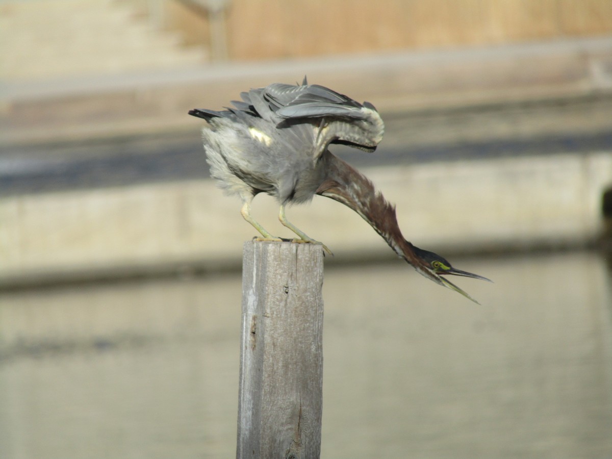 Green Heron - ML643800601