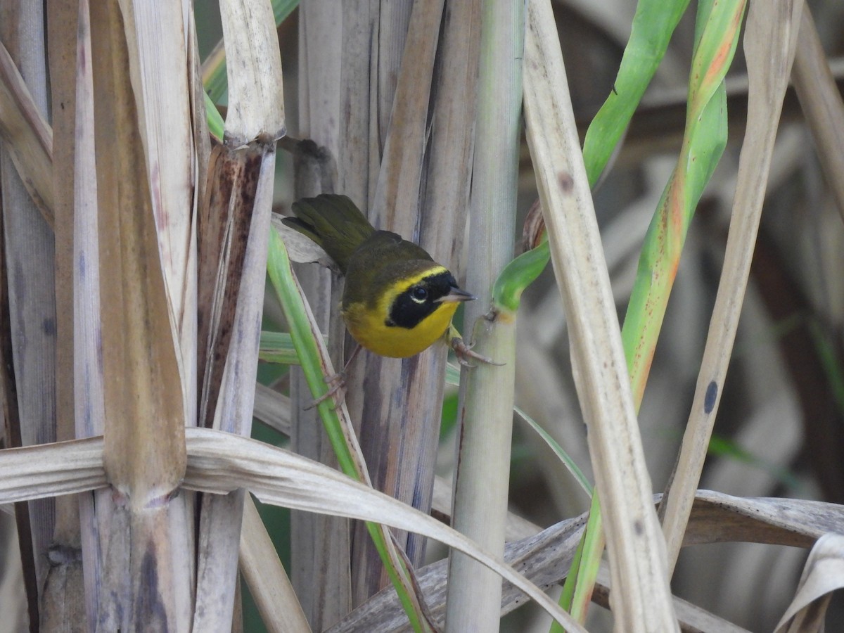Altamira Yellowthroat - ML643800602