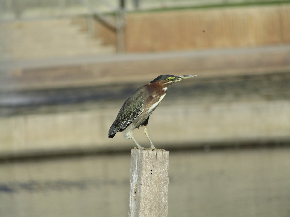 Green Heron - ML643800604