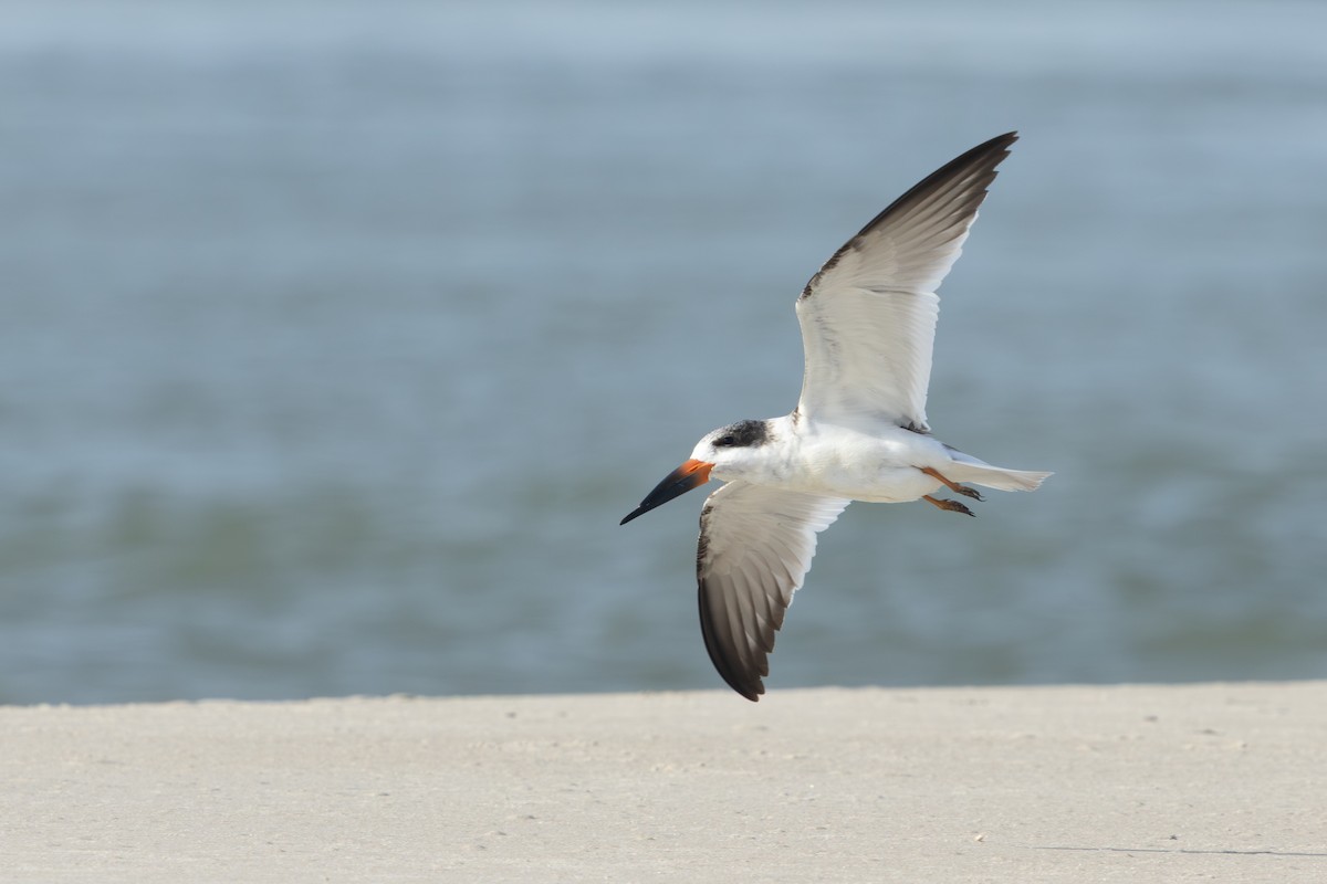 Black Skimmer - ML643800611