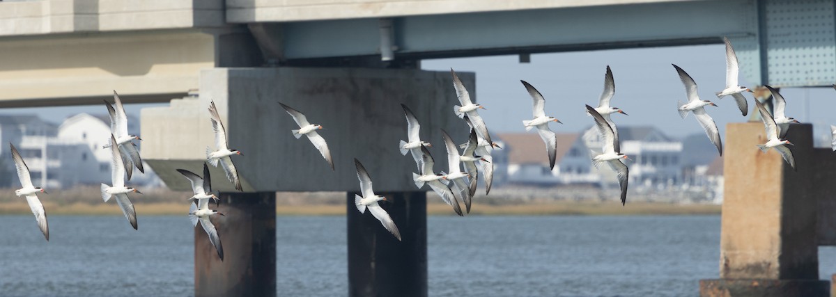 Black Skimmer - ML643800612
