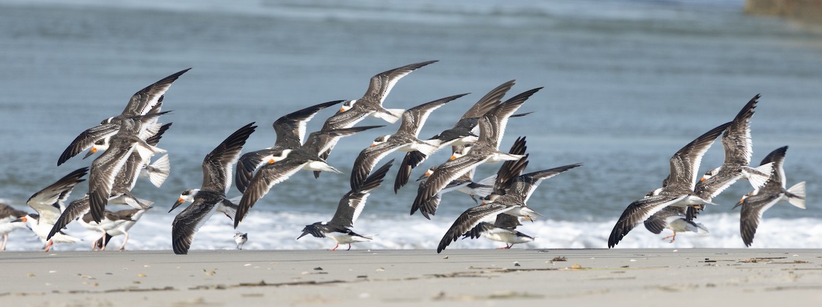 Black Skimmer - ML643800613
