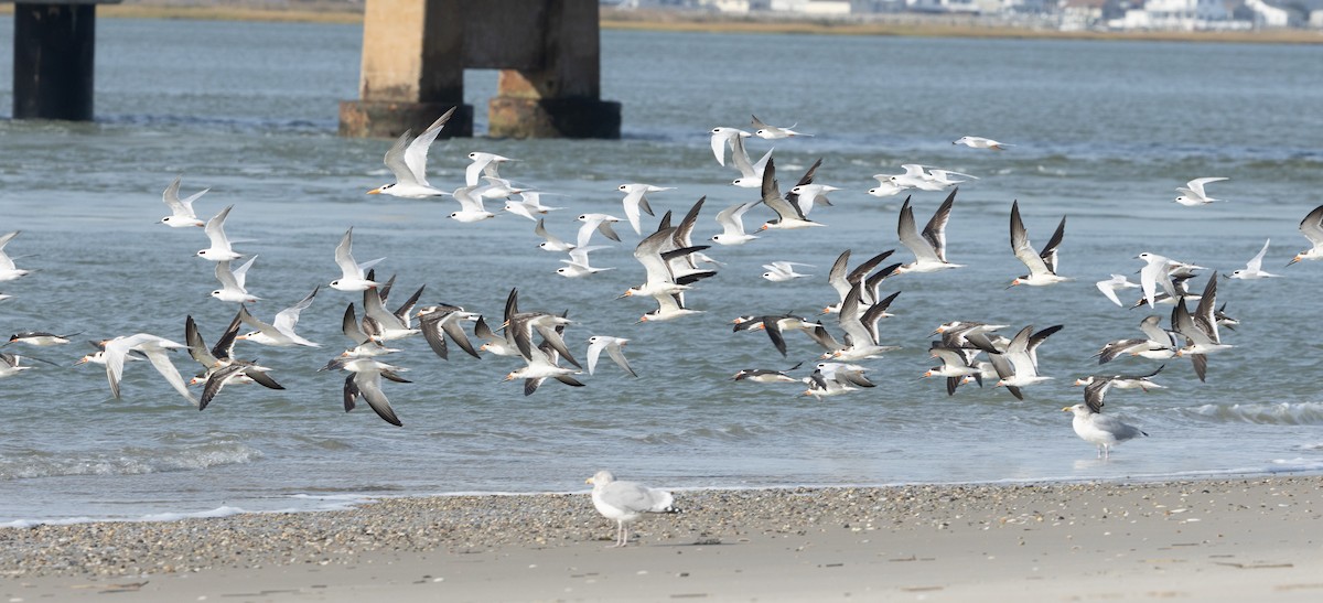 Black Skimmer - ML643800614