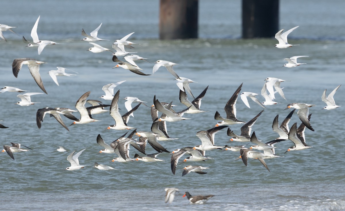 Black Skimmer - ML643800615