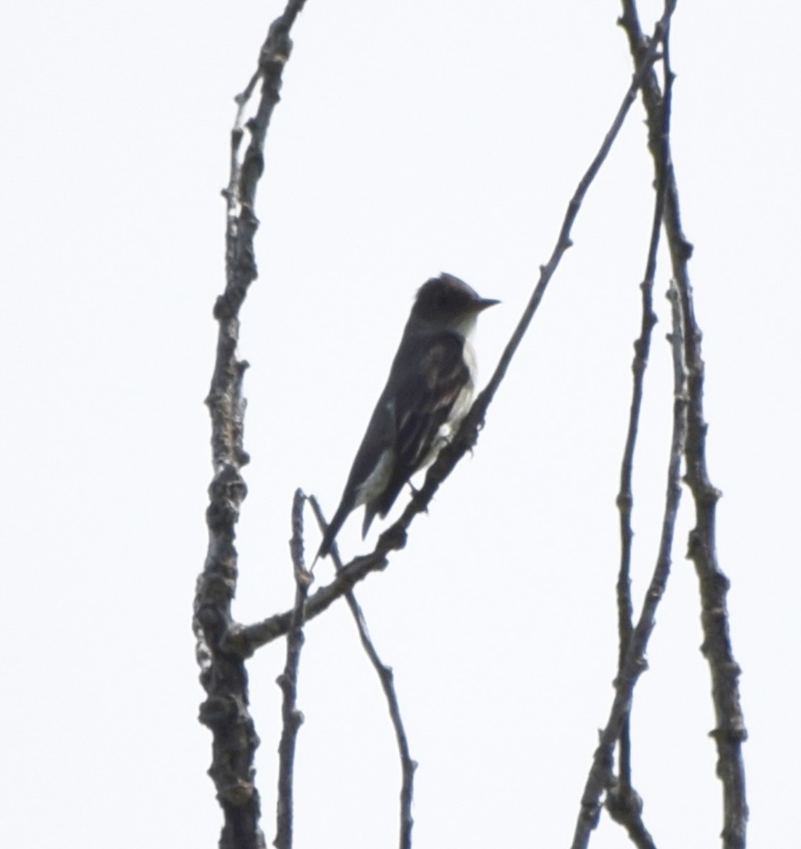 tyranovec severský - ML643800629