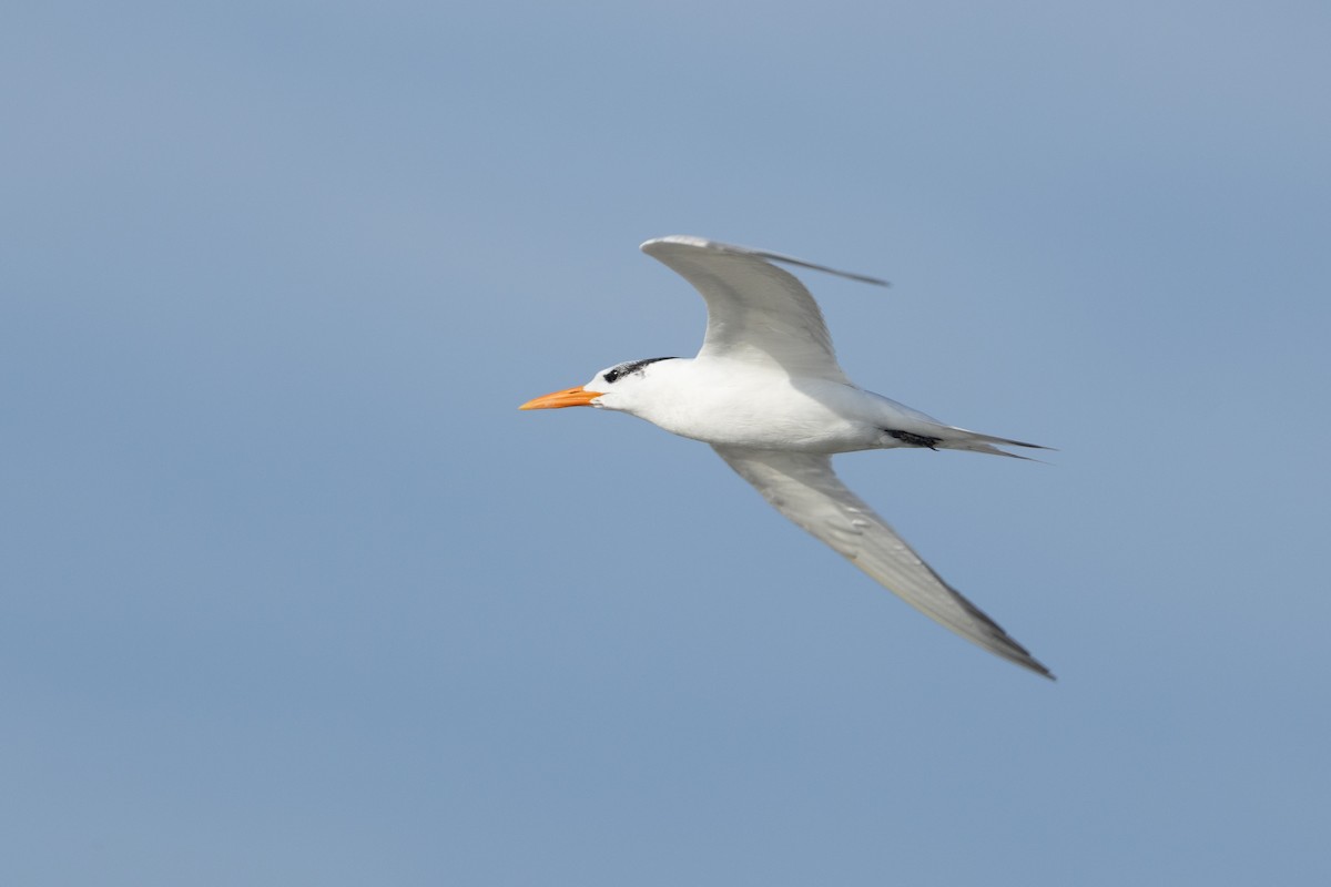 Royal Tern - ML643800630