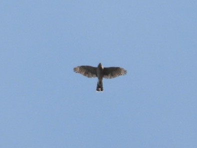 Sharp-shinned Hawk - ML643800631