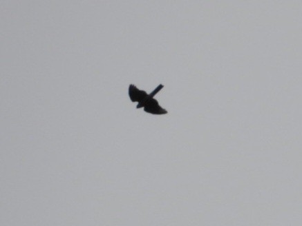 Sharp-shinned Hawk - ML643800632