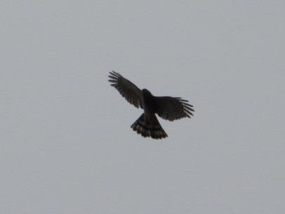 Sharp-shinned Hawk - ML643800633