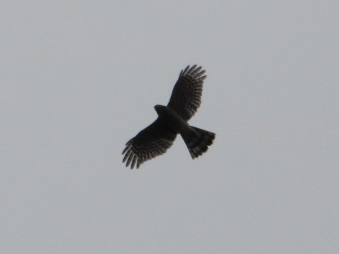 Sharp-shinned Hawk - ML643800634