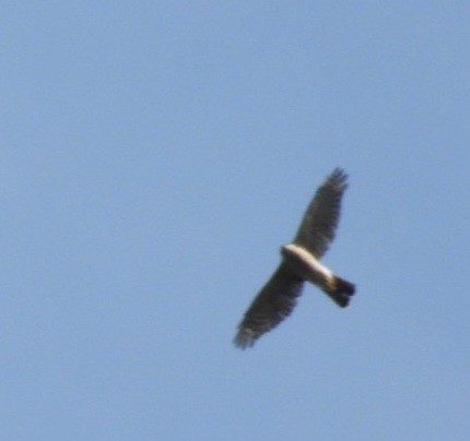 Sharp-shinned Hawk - ML643800635