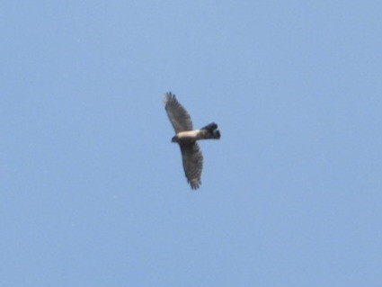 Sharp-shinned Hawk - ML643800636