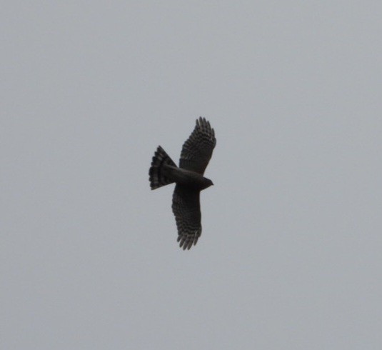 Sharp-shinned Hawk - ML643800637