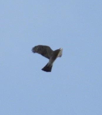 Sharp-shinned Hawk - ML643800638