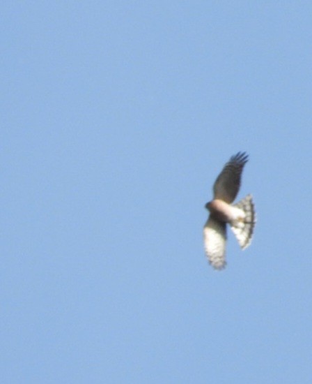 Sharp-shinned Hawk - ML643800639