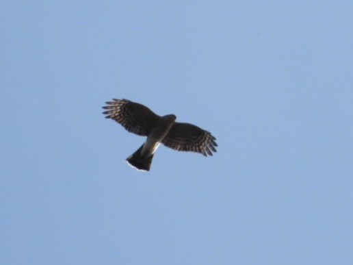 Sharp-shinned Hawk - ML643800640