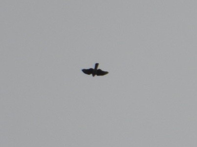 Sharp-shinned Hawk - ML643800641