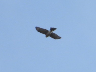 Sharp-shinned Hawk - ML643800642