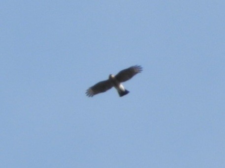 Sharp-shinned Hawk - ML643800643