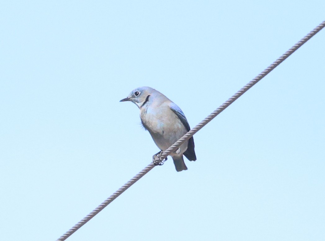 Mountain Bluebird - ML643800644