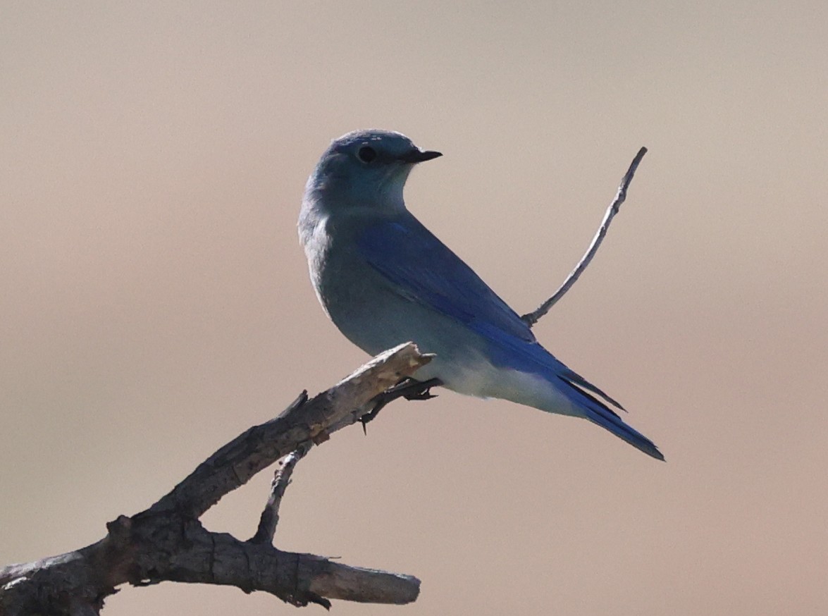 Mountain Bluebird - ML643800645