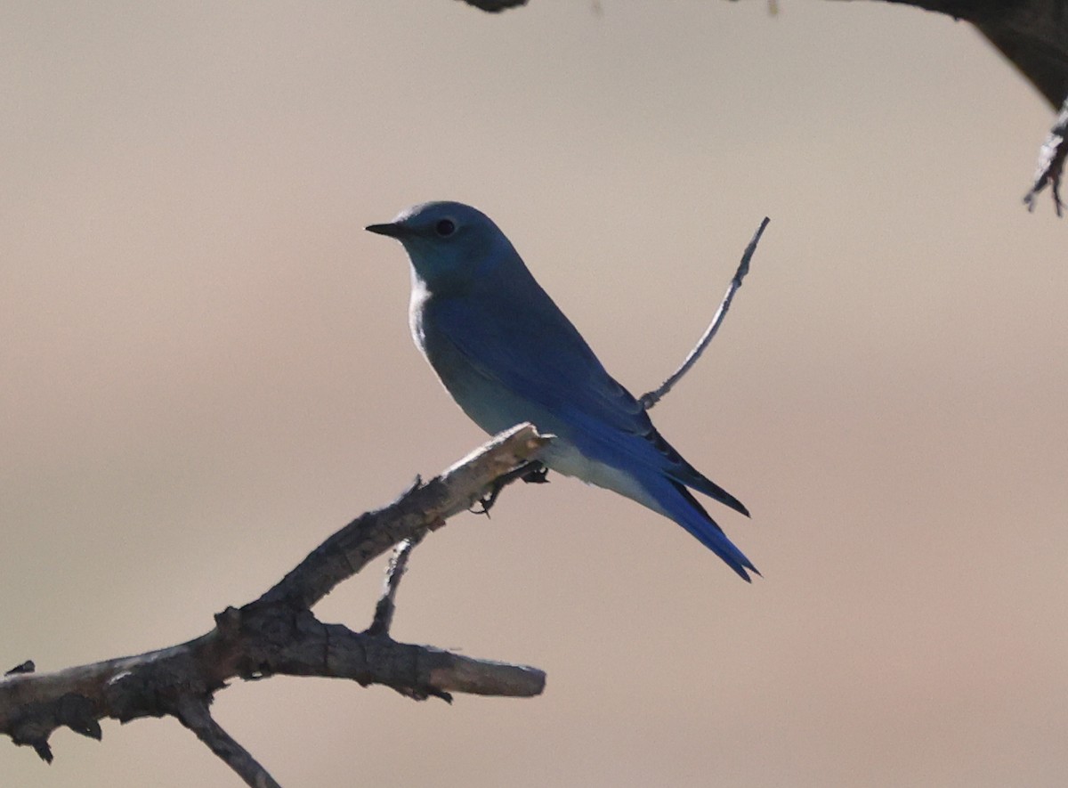 Mountain Bluebird - ML643800646