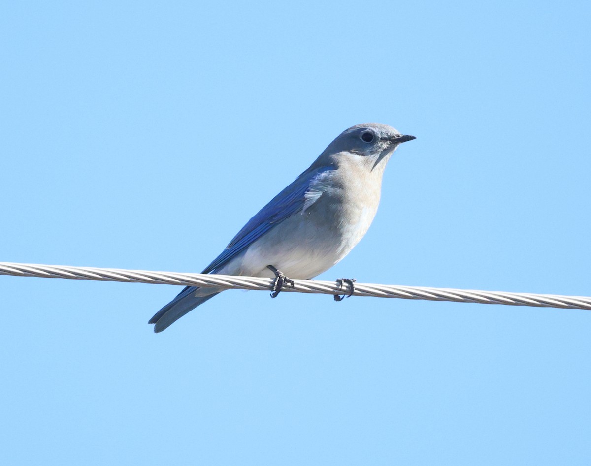 Mountain Bluebird - ML643800647
