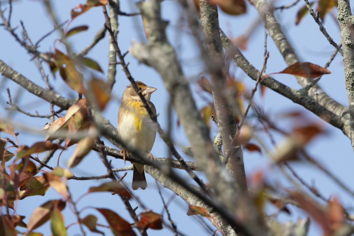 Dickcissel - ML643800648