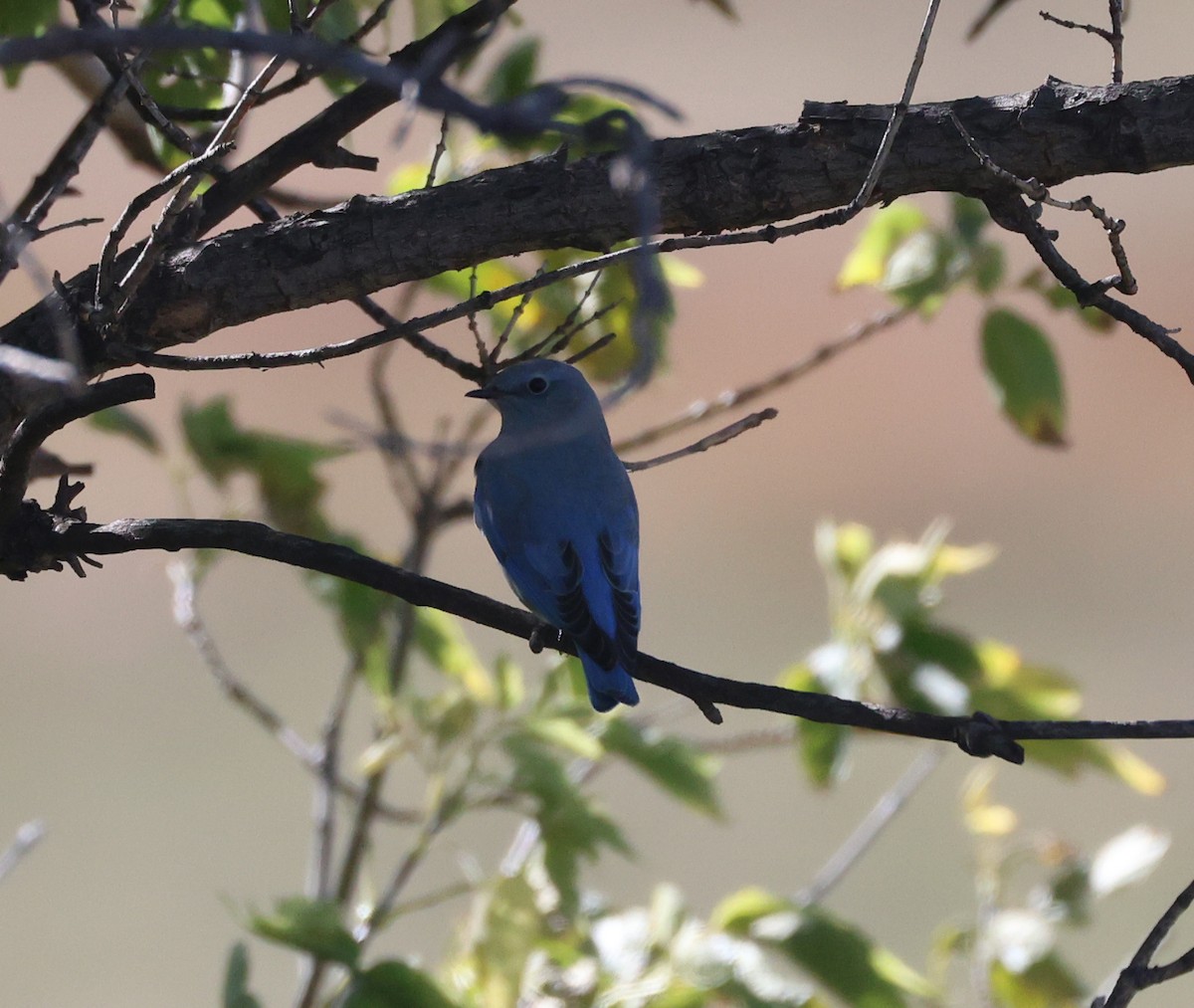 Mountain Bluebird - ML643800649