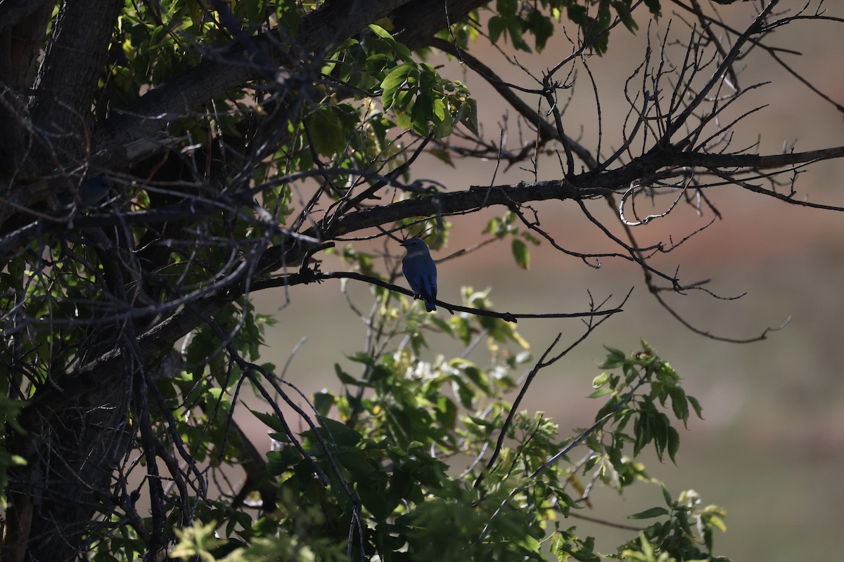 Mountain Bluebird - ML643800651